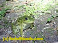 /home//u458753944/public_html/sourcegallery//Frogs/More bullfrogs/P8170141.JPG